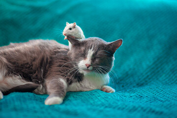 Cute white mouse sitting on the head of a fat lazy cat. Friendship of a cat and a mouse. Patient...