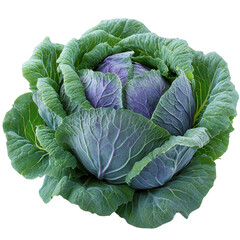 Cabbage isolated on white background.PNG