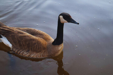 canada goose swimming