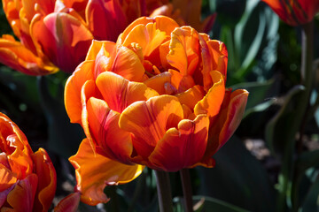 This stunning image captures vivid orange and red tulip blossoms, showcasing the beauty of spring flowers in full bloom against a soft, blurred background of greenery.