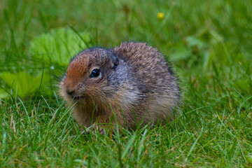 A small, furry rodent exploring the lush green grass, highlighting the connection between wildlife and nature, capturing the essence of life in a vibrant ecosystem.