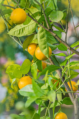 北海道　札幌市　百合が原公園の温室　ミモザ