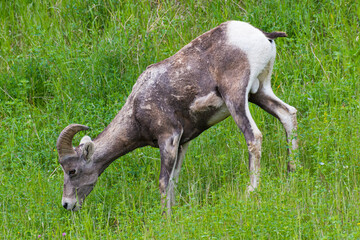A mountain goat peacefully grazing on green grass, showcasing the harmony of wildlife and nature in...
