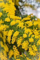 北海道　札幌市　百合が原公園の温室　ミモザ