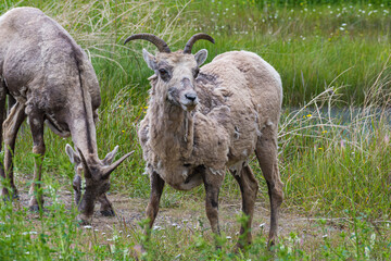 A heartwarming scene of mountain goats grazing in a lush green pasture, embodying the beauty of wildlife in harmony with nature in a peaceful setting.