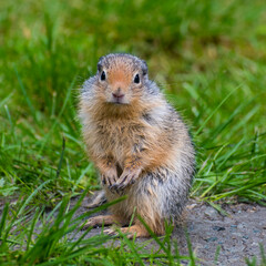 Another adorable squirrel poses with soft fur and a gentle expression, surrounded by vibrant greenery, perfectly capturing the essence of wildlife in its natural habitat.
