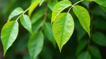 Moringa leaves. Fresh green leaves close-up, natural sunlight, vibrant