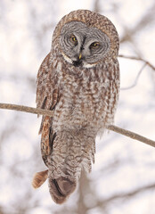 Great Grey Owl sitting on a tree branch in the forest, Quebec, Canada