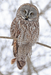 Great Grey Owl sitting on a tree branch in the forest, Quebec, Canada