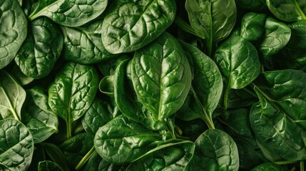 Obraz premium Green Spinach Leaves Background Texture