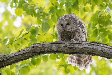 春のエゾフクロウ