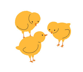 Cute baby chicks. Adorable little country birds. Farm chicken, poultry. Domestic rural brood. Countryside birdies. Kids childish flat graphic vector illustration isolated on white background
