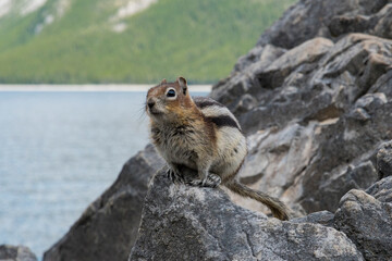 A curious chipmunk perched on rocks, creating a charming and lively scene that captures the essence of wildlife in a natural setting amid rugged terrains.