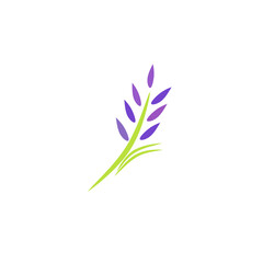 Green flat icon of lavender flower. Isolated on white. Vector illustration. Nature symbol.