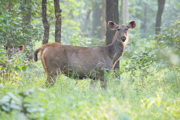 deer in the woods