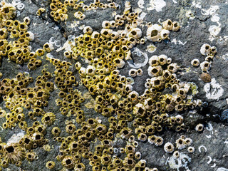 A detailed close-up of rocks adorned with numerous barnacles, showcasing the intricate textures and patterns formed by nature’s artistry in a coastal environment.
