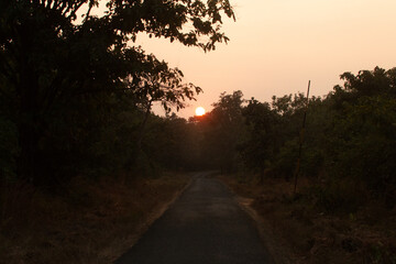 sunset in the forest