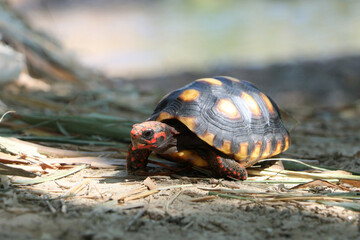 Cute small baby Red-foot Tortoise in the nature,The red-footed tortoise (Chelonoidis carbonarius)...