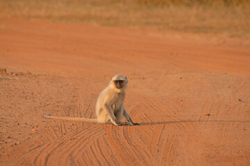 The monkey sitting on path © Bhavya Joshi