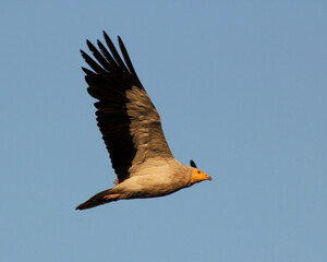 Vulture in flight