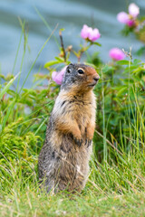 A charming groundhog stands alertly amidst vibrant blossoms, capturing a moment of wildlife in harmony with nature, and showcasing the beauty of animal life in its habitat.