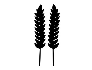 wheat isolated on white