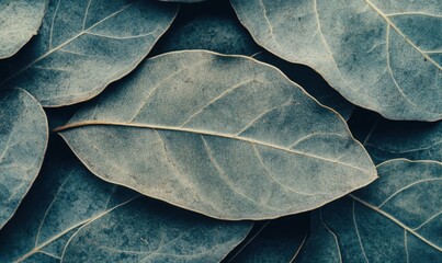 Obraz premium Dark blue leaves background, nature texture, botanical pattern, design element