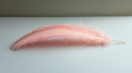 White feather on a white background