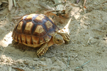 African Sulcata Tortoise Natural Habitat,Close up African spurred tortoise resting,cute animal