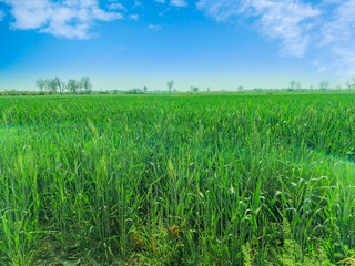 Green Wheat Field Under a Clear Blue Sky