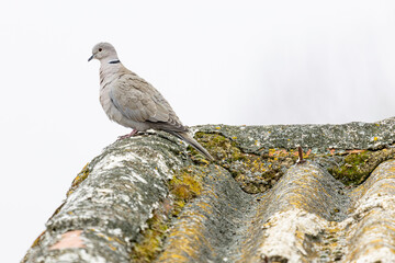 Streptopelia decaocto. Collared Turkish Turtle Dove. Pigeon on the edge of the roof.