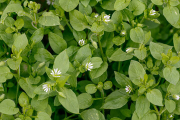 Stellaria media. Canary grass, chickweed. Plant with tiny flowers and white petals.