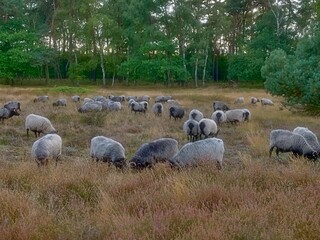 Wildly blooming calluna vulgaris, settled in a uncut, meadow, part from a herd sheeps on pasture in the background trees in Haltern Germany
