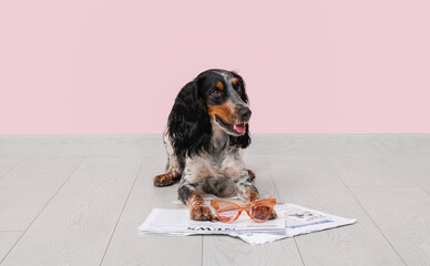 Cute cocker spaniel with sunglasses and newspapers lying near pink wall