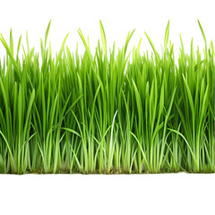 Obraz premium Green Grass Border, Nature Texture, Lush Lawn isolated on transparent background