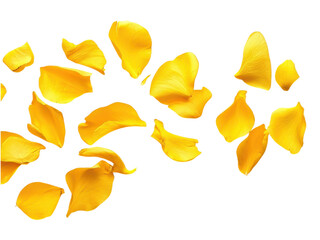 Naklejka premium Golden Rose Petals Falling Gracefully on Transparent Background: A Stunning Floral Image