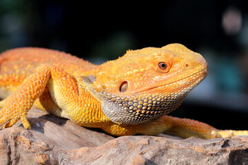 Bearded dragon lizard on Natural Habitat ,Close up image of Inland Bearded Dragon (Pogona vitticeps), Australian Bearded Dragon