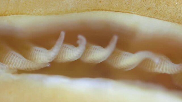 Mollusca Tonicella marmorea under microscope, order Chitonida. The video shows gills close up. White Sea