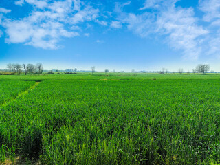 Green Wheat Field Under a Clear Blue Sky