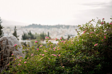 Pink flowers in focus with a blurred view of Athens cityscape