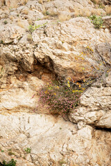 A rugged rocky cliffside with wildflowers and cactus plants growing