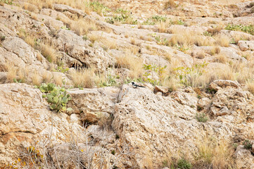 A rocky, arid hillside with dry grass, cacti, and a perched bird