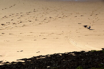 Beach at the North Sea in Wilhelmshaven, Lower Saxony