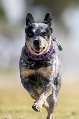 Australian Cattle Dog Blue Heeler Running Lure Course Sprint Dog Sport