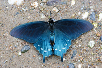 A Spicebush Swallowtail butterfly alongside the Blue Ridge Parkway