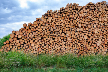 Lumber industry, wood piles and pattern with logs, forest and countryside with environment. Empty, natural and stock with timber, deforestation or grass with chopped trees or organic material