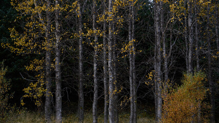 Autumn aspen trees showing golden yellow leaves in a dark forest