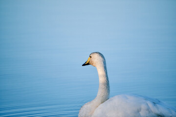 Whooper swan swimming on calm blue water
