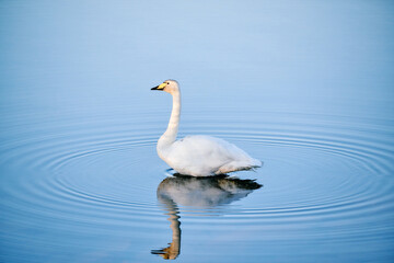 Whooper swan floating on calm blue water with reflection