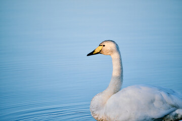 Whooper swan swimming on calm water in early morning light